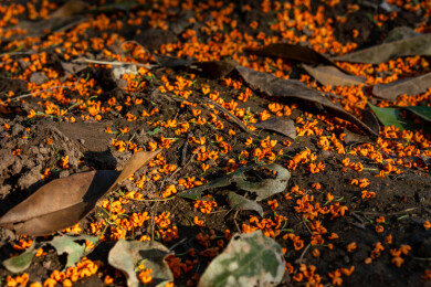 秋天碎小的桂花花瓣掉落在地上/泥土