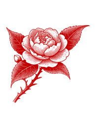 中国传统大红花卉喜庆吉祥插画线描素材