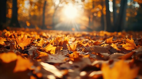 秋日暖阳下的枫叶