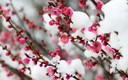 雪映梅花景如画