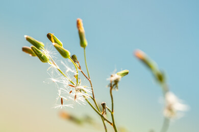 正在散落的蒲公英