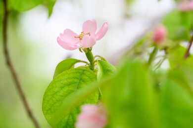 春天枝头绽放的粉红色木瓜花